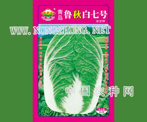 青岛鲁秋白七号